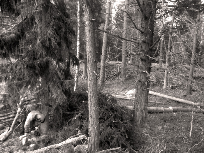 Urnaturs skogsbruk