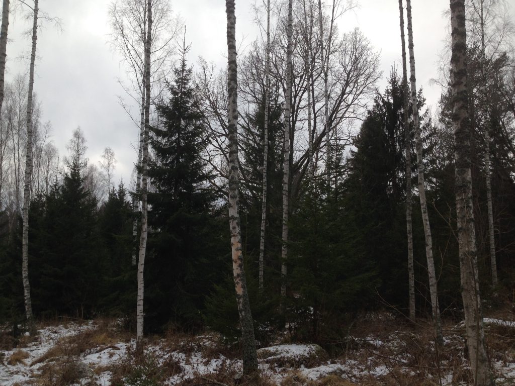 naturvård 4x lönsammare än modernt skogsbruk!