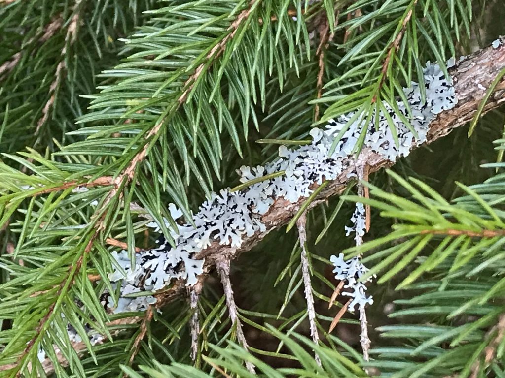 jag drömde om skog …